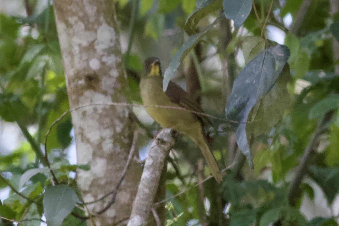 Yellow-whiskered Greenbul - ML635523499