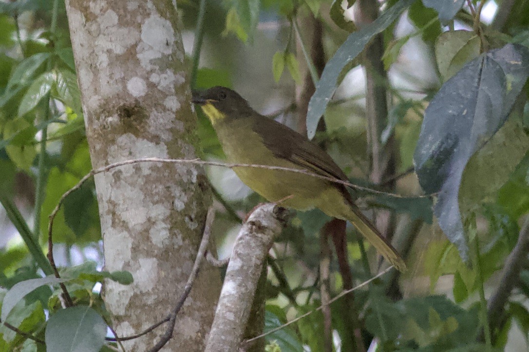Yellow-whiskered Greenbul - ML635523500