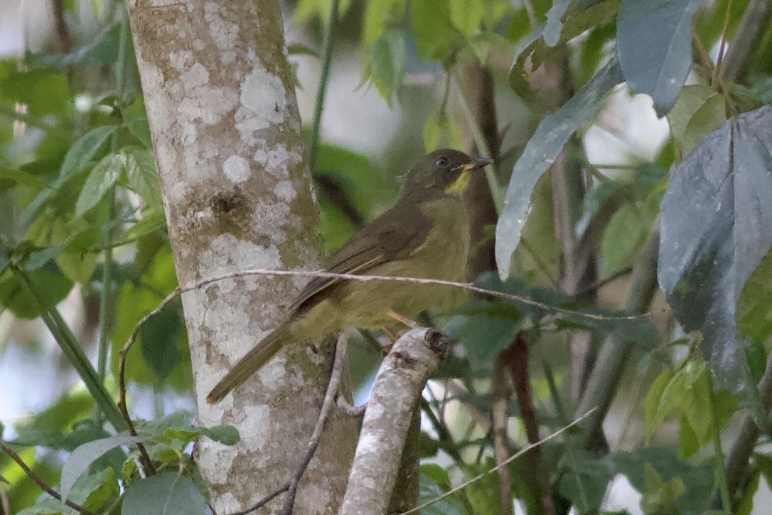 Yellow-whiskered Greenbul - ML635523501