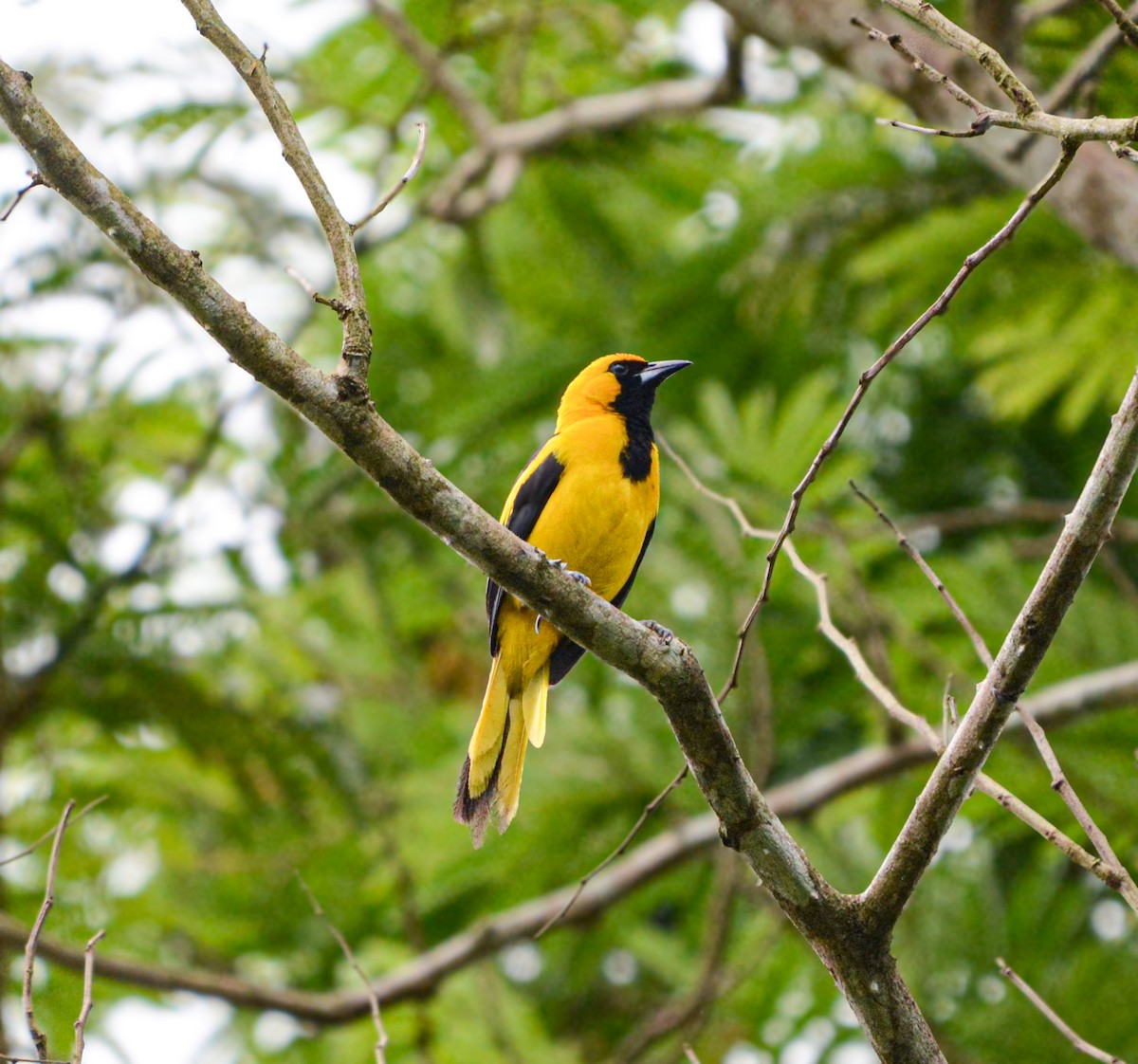 Yellow-tailed Oriole - ML635523514