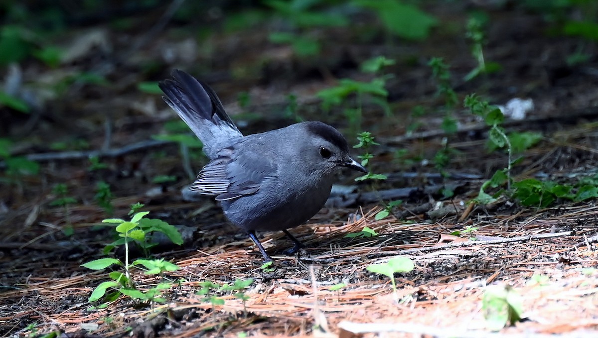 Gray Catbird - ML635523522