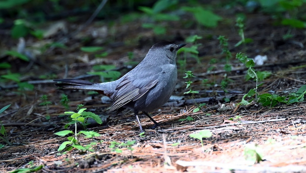 Gray Catbird - ML635523523