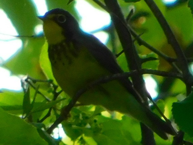 Canada Warbler - ML635523528