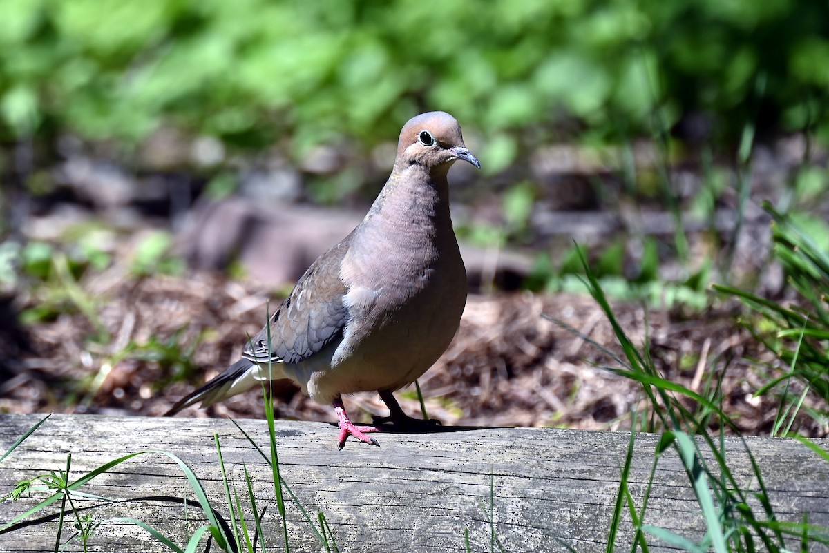 Mourning Dove - ML635523538