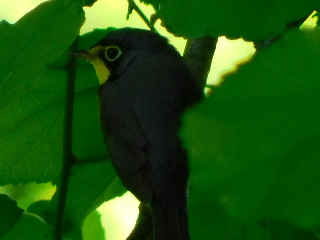 Canada Warbler - ML635523546
