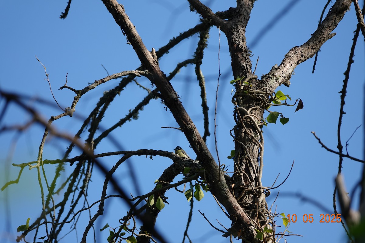 Eurasian Blue Tit - ML635523583
