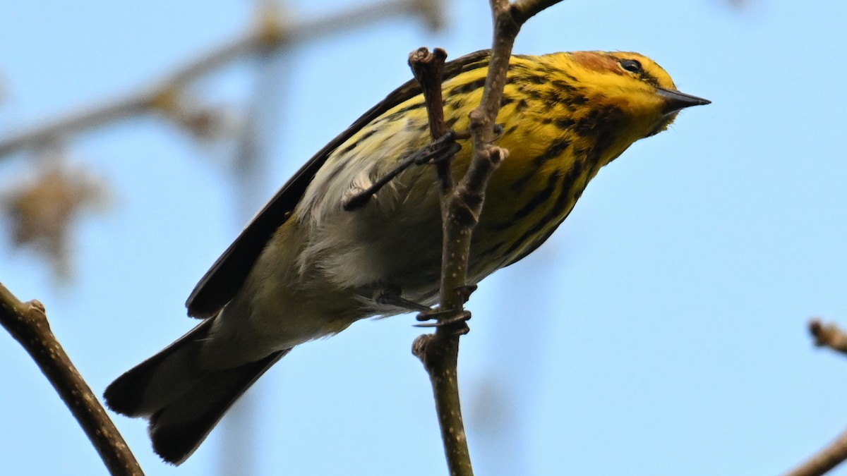 Cape May Warbler - ML635523683