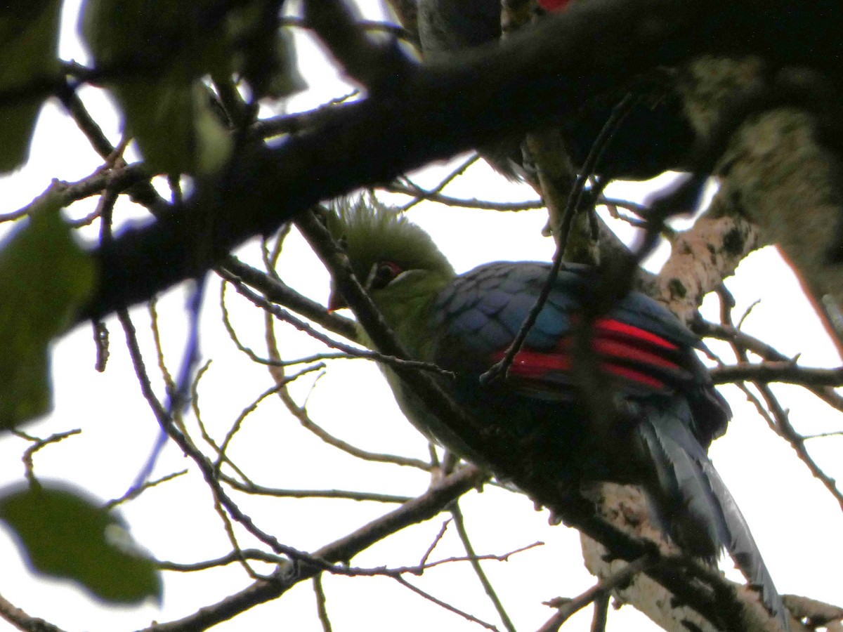 Knysna Turaco - ML635523697