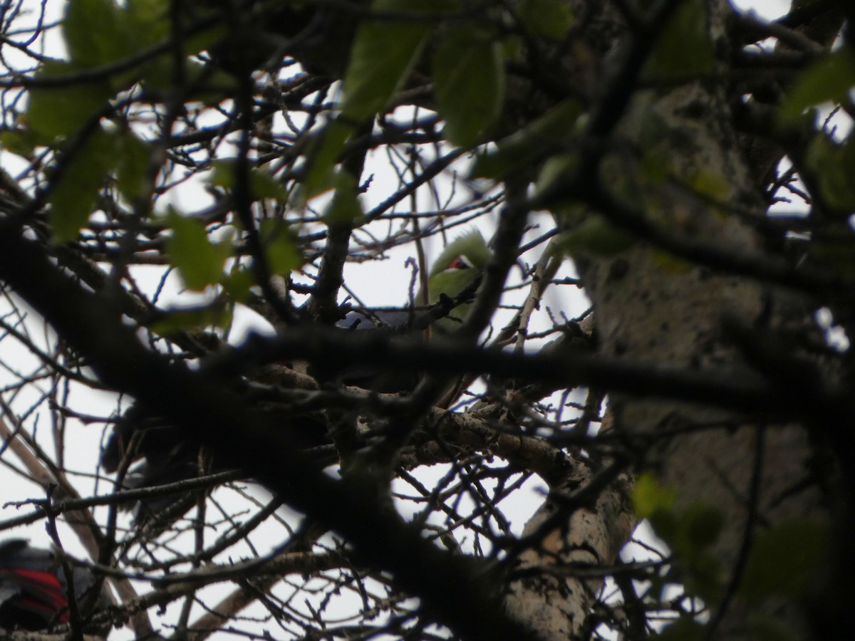 Knysna Turaco - ML635523698