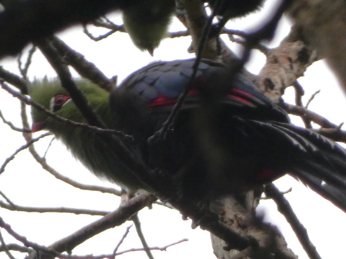 Knysna Turaco - ML635523699