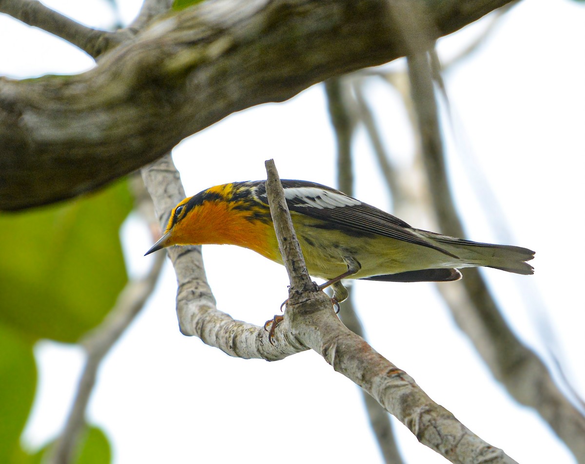 Blackburnian Warbler - ML635523754