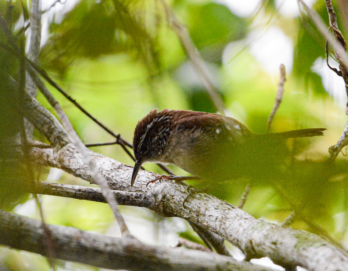 Carolina Wren - ML635523778