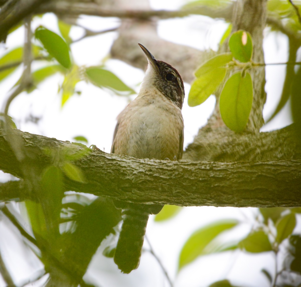 Carolina Wren - ML635523779