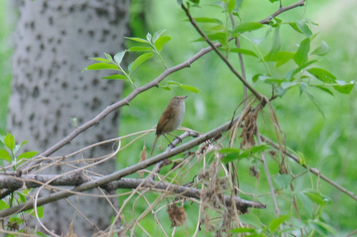Brownish-flanked Bush Warbler - ML635523811