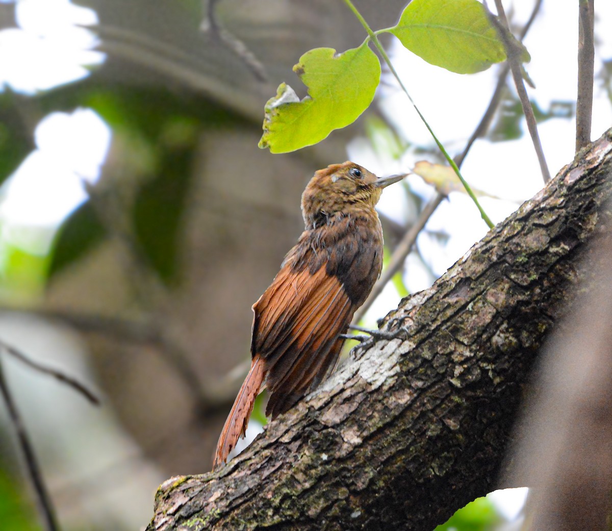 Tawny-winged Woodcreeper - ML635523817