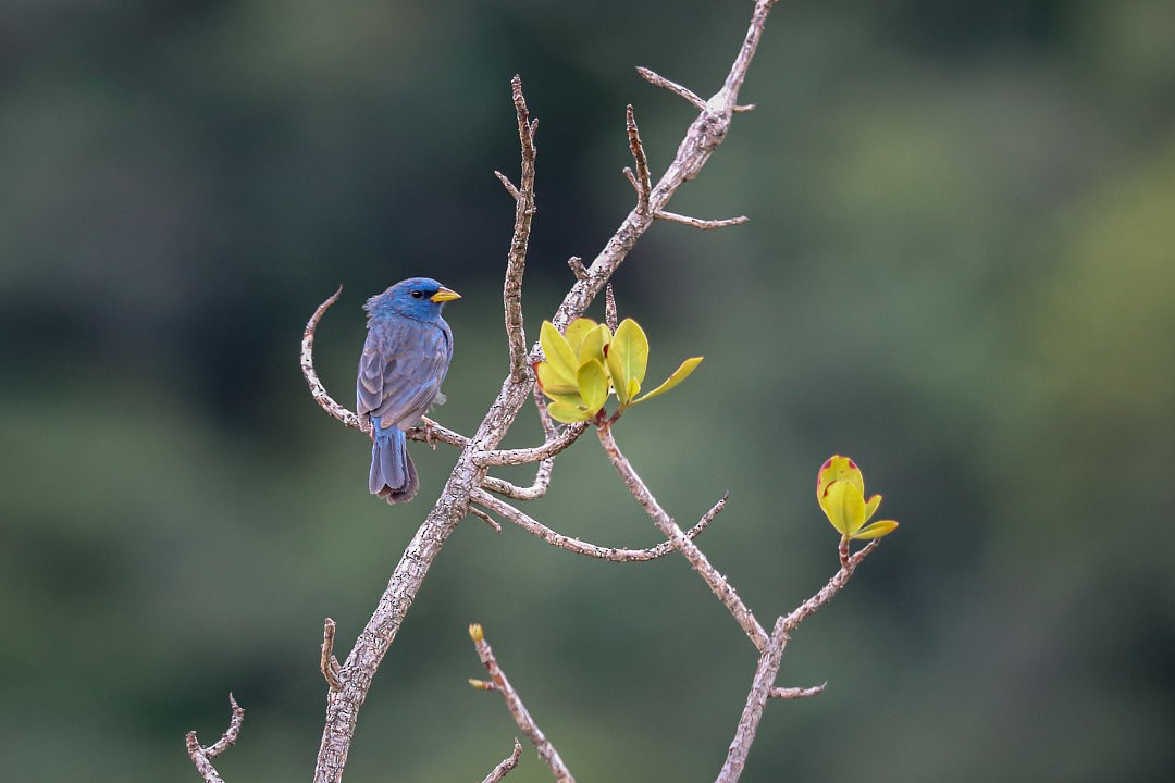 Blue Finch - ML635523848