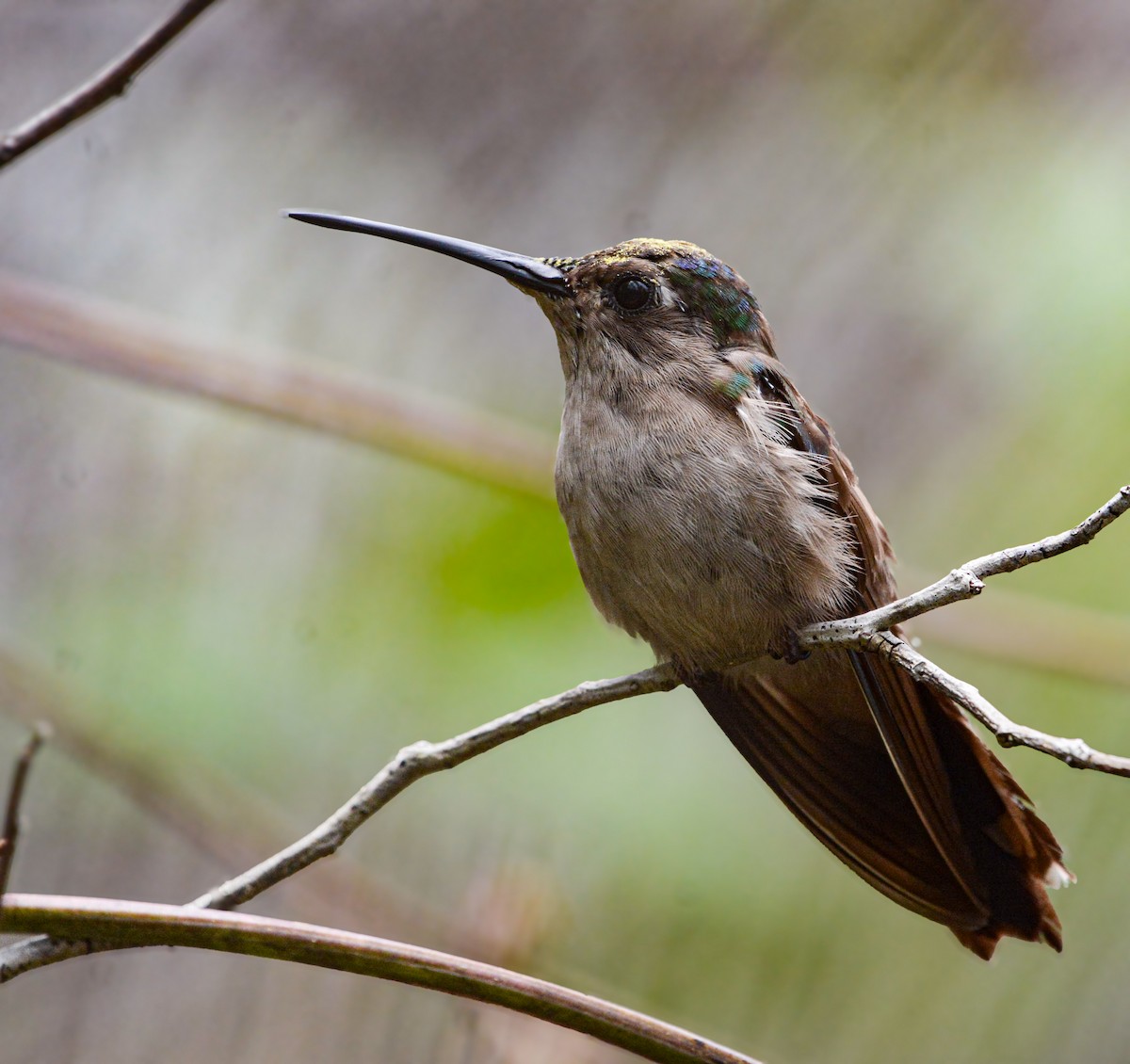 Wedge-tailed Sabrewing - ML635523868