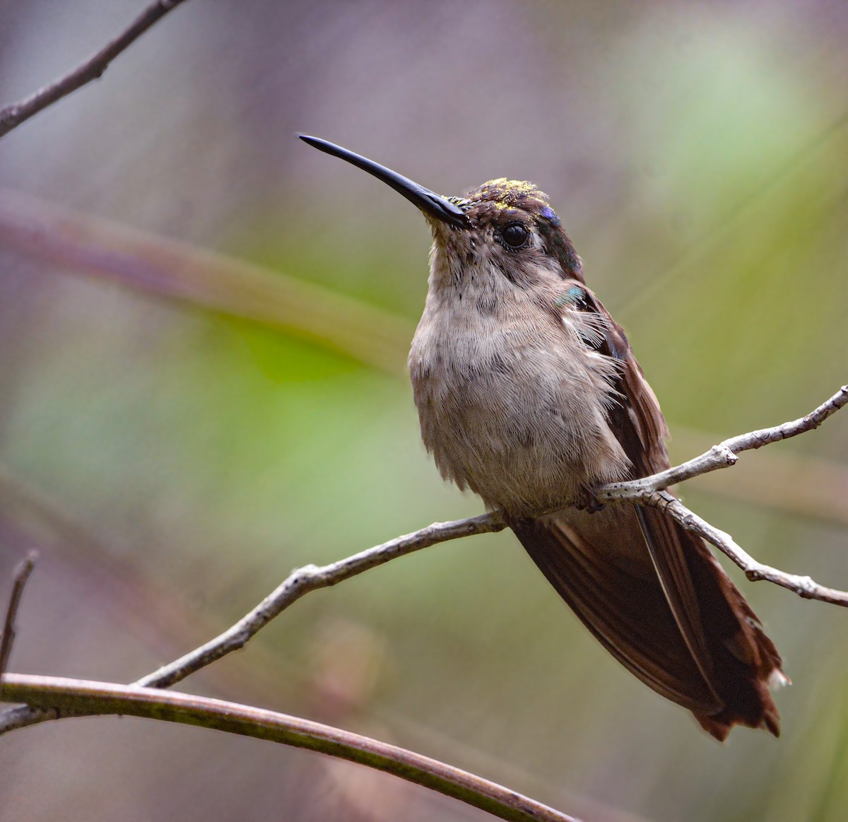 Wedge-tailed Sabrewing - ML635523869
