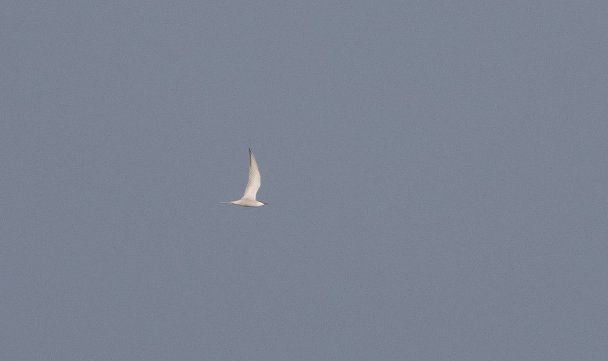 Sterne pierregarin - ML635523925