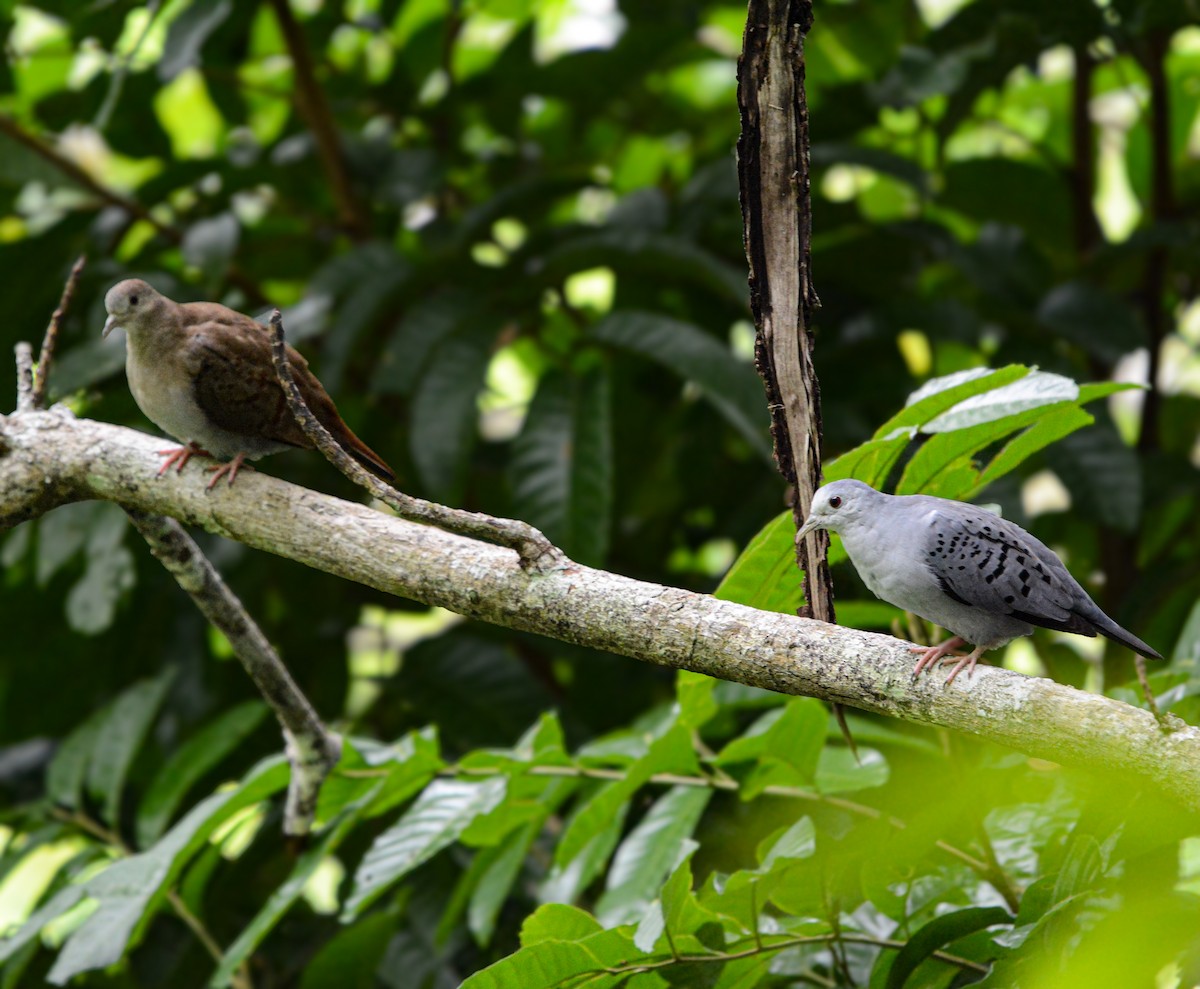Blue Ground Dove - ML635523939
