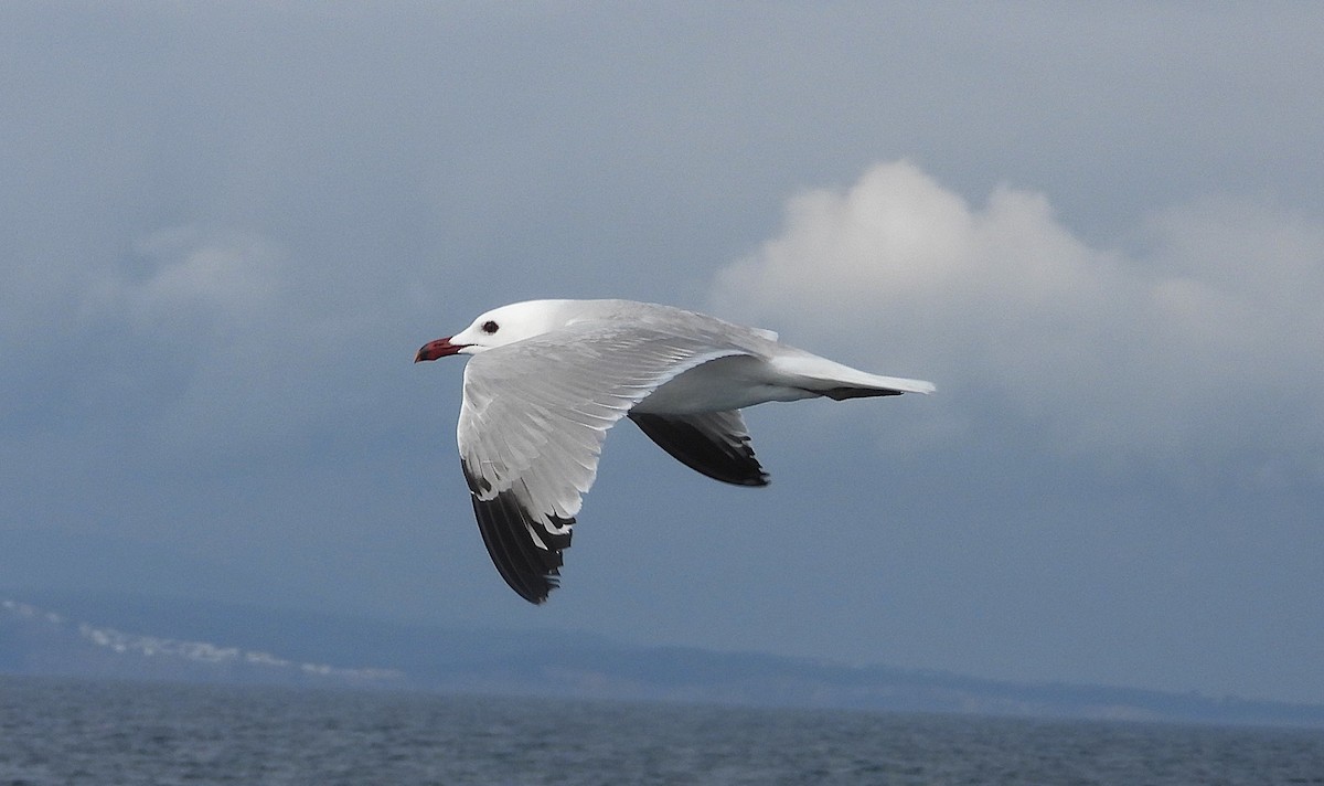Audouin's Gull - ML635523949