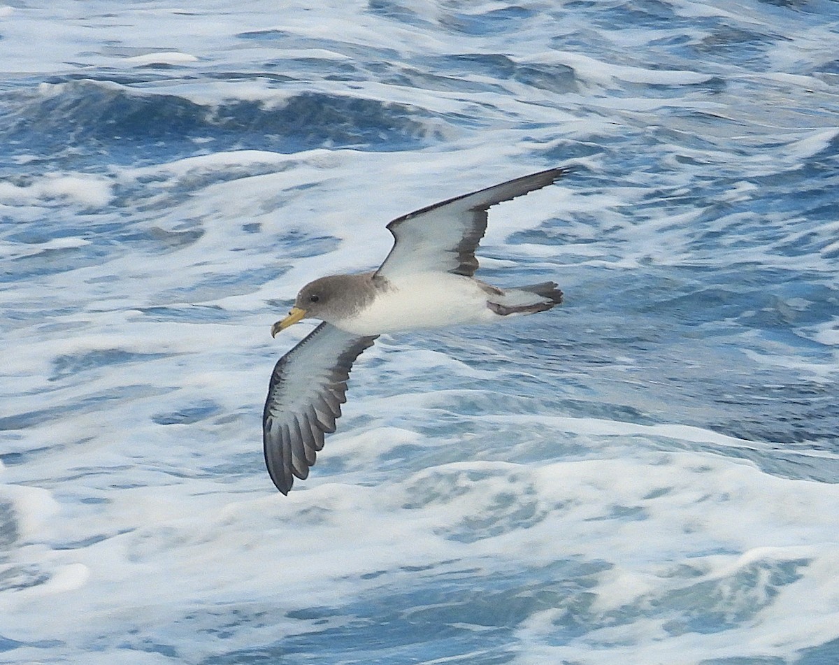 Scopoli's Shearwater - ML635524005