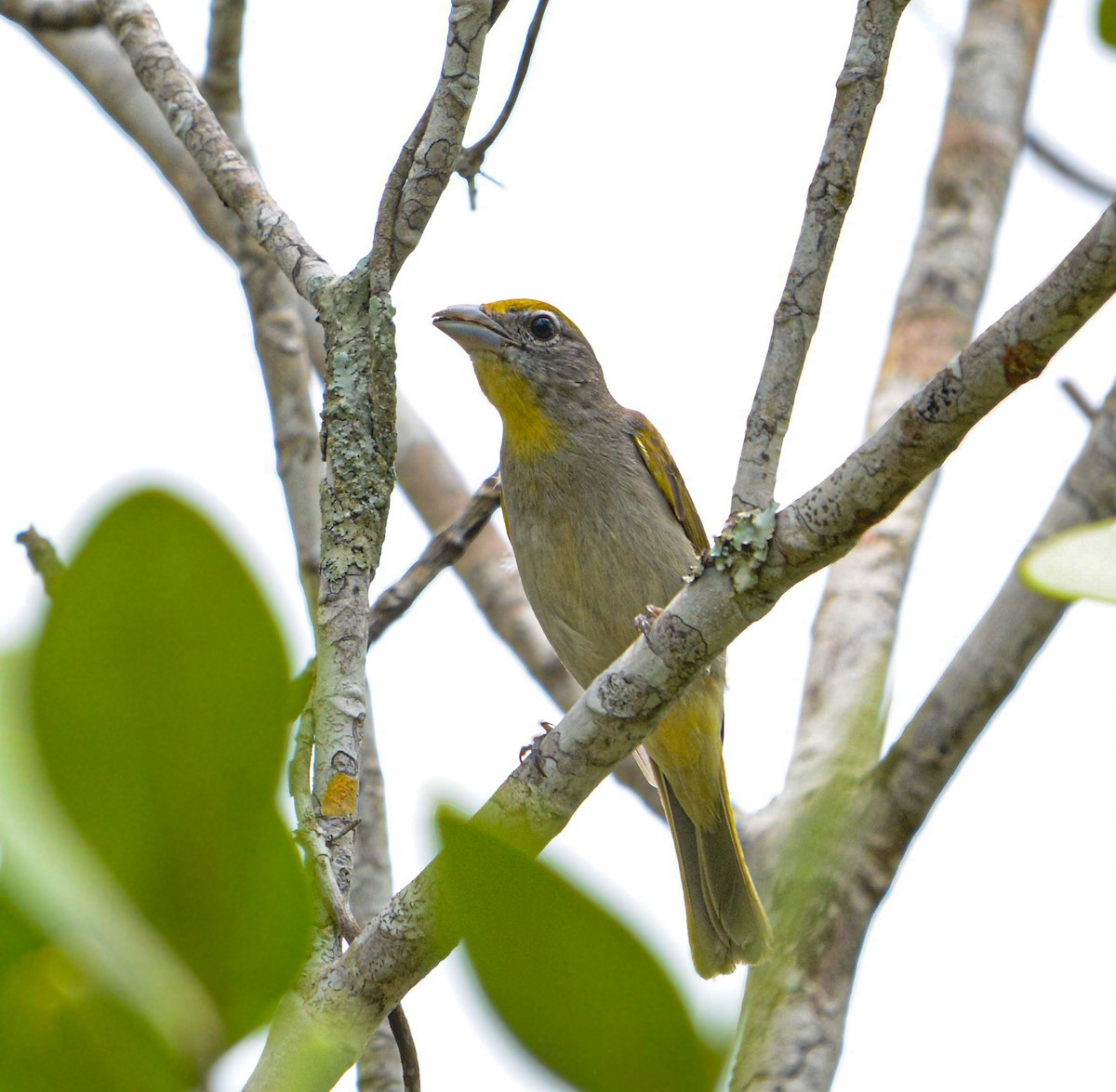 Rose-throated Tanager - ML635524008