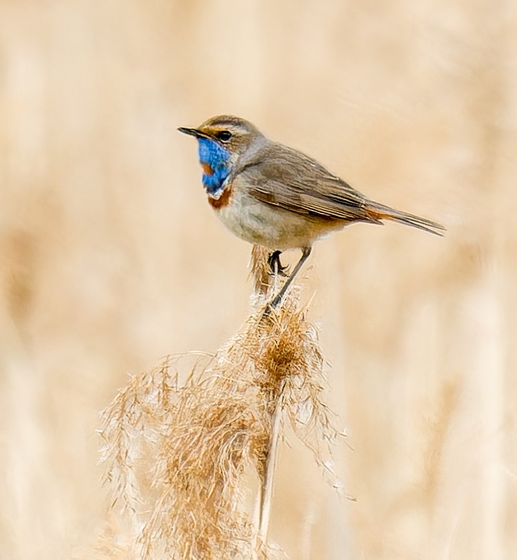 Bluethroat - ML635524078