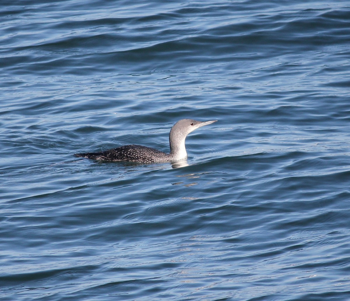 Red-throated Loon - ML635524110