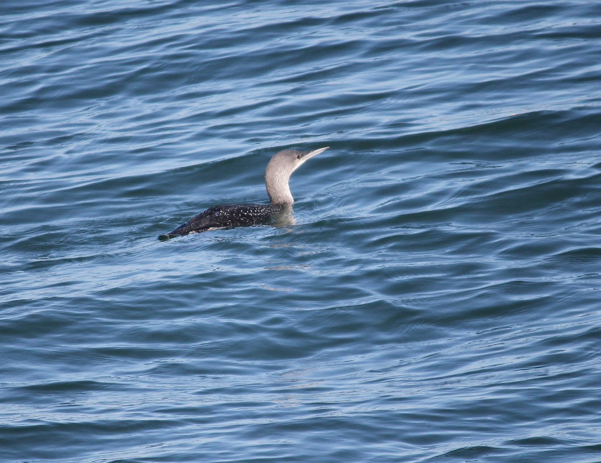 Red-throated Loon - ML635524111
