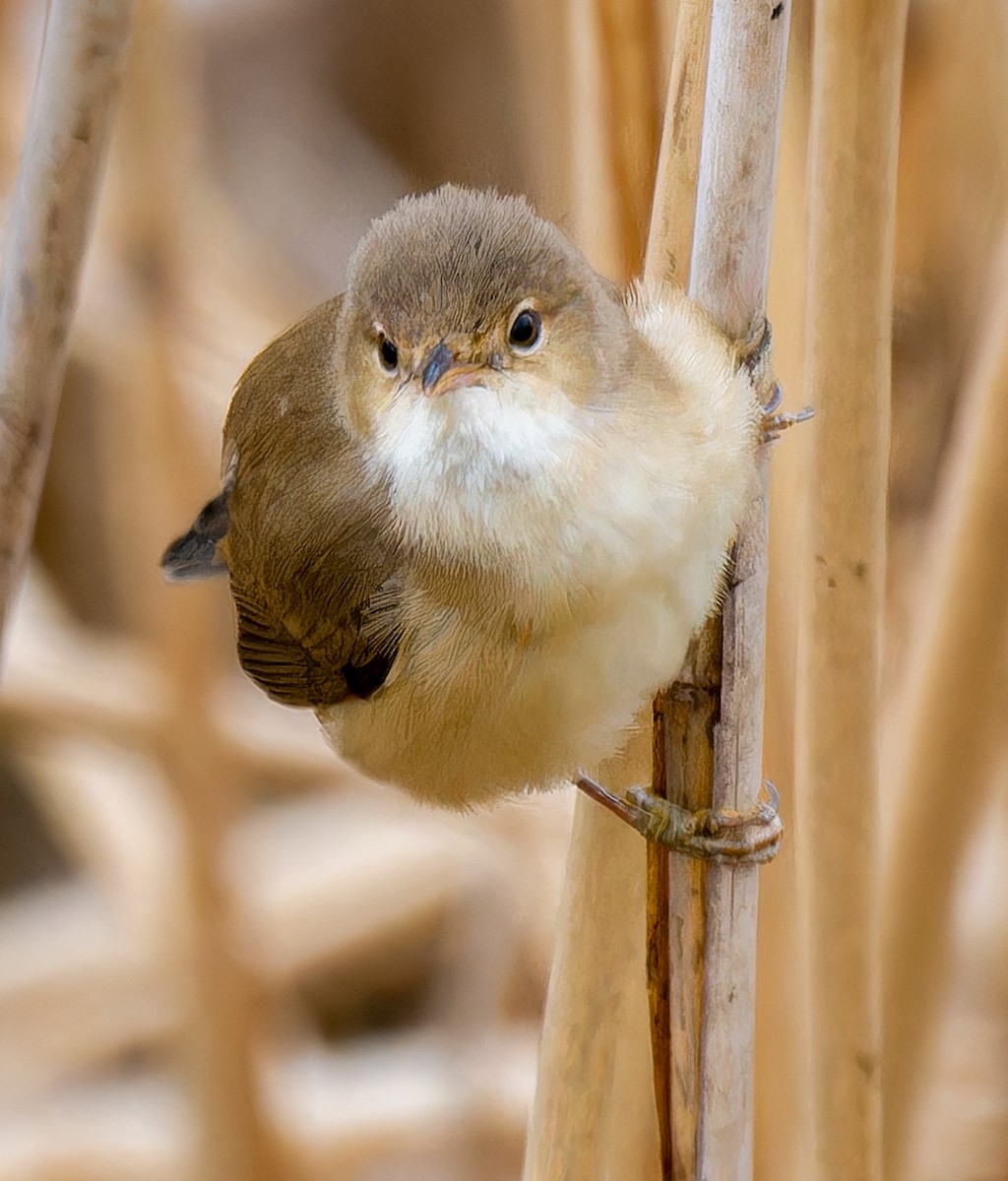 Common Reed Warbler - ML635524125