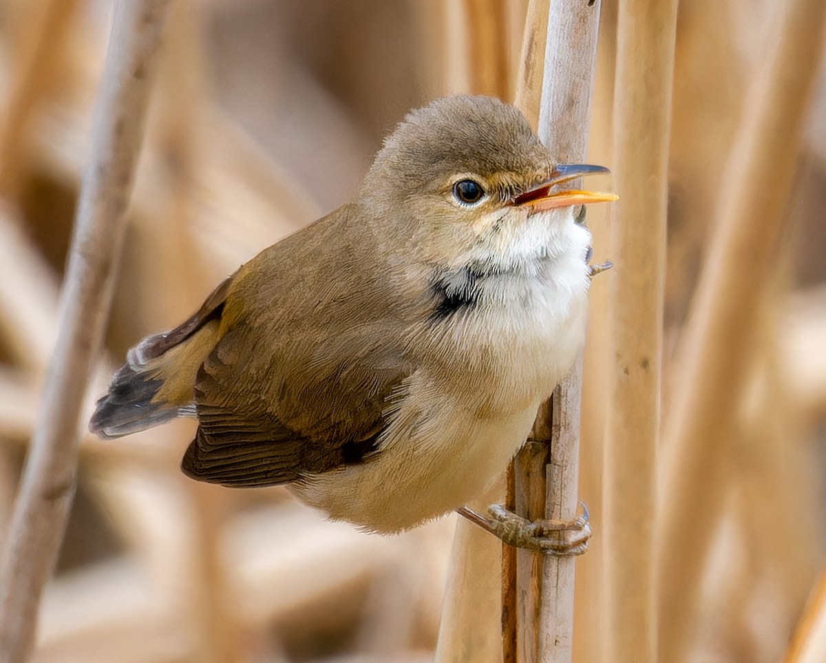 Common Reed Warbler - ML635524126