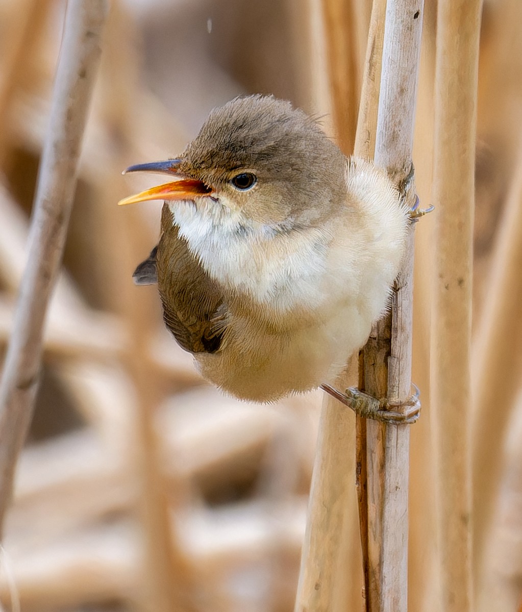 Common Reed Warbler - ML635524127