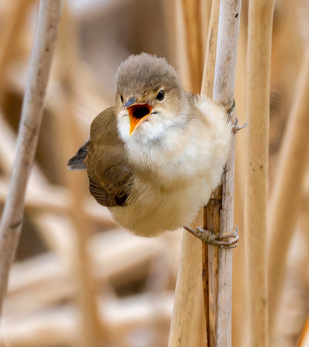 Common Reed Warbler - ML635524128