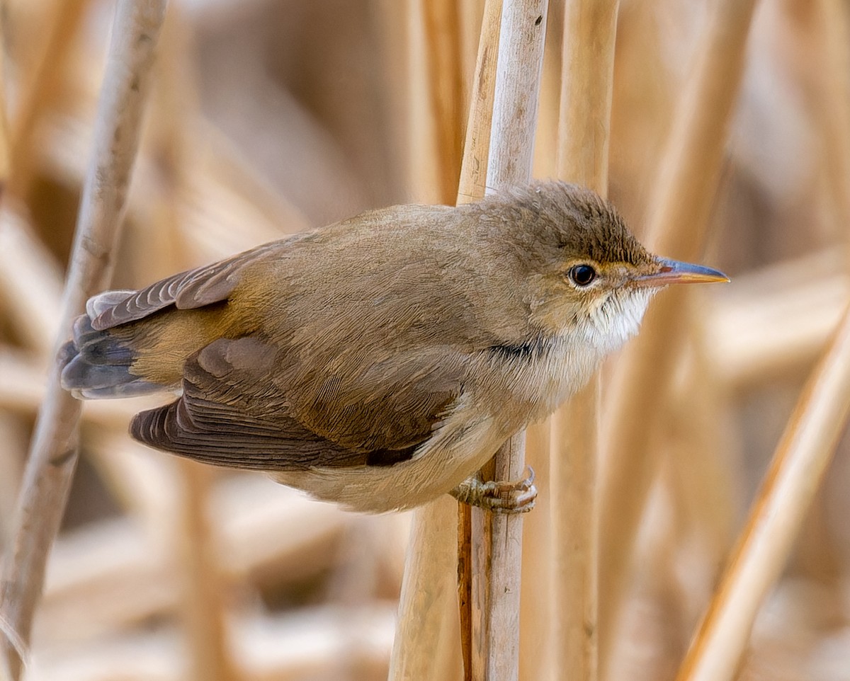 Common Reed Warbler - ML635524129