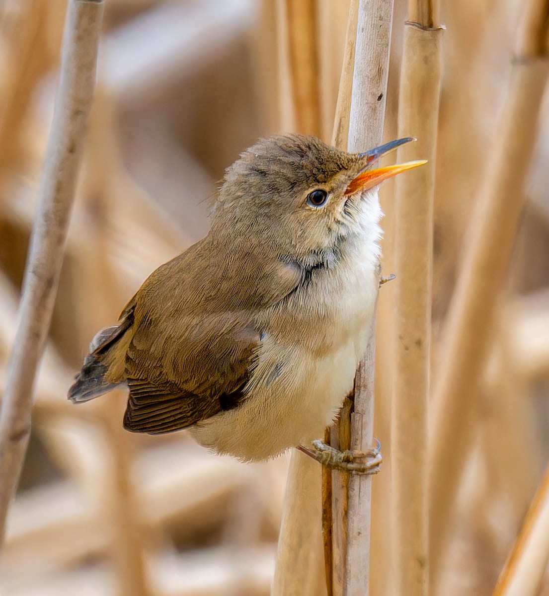 Common Reed Warbler - ML635524130