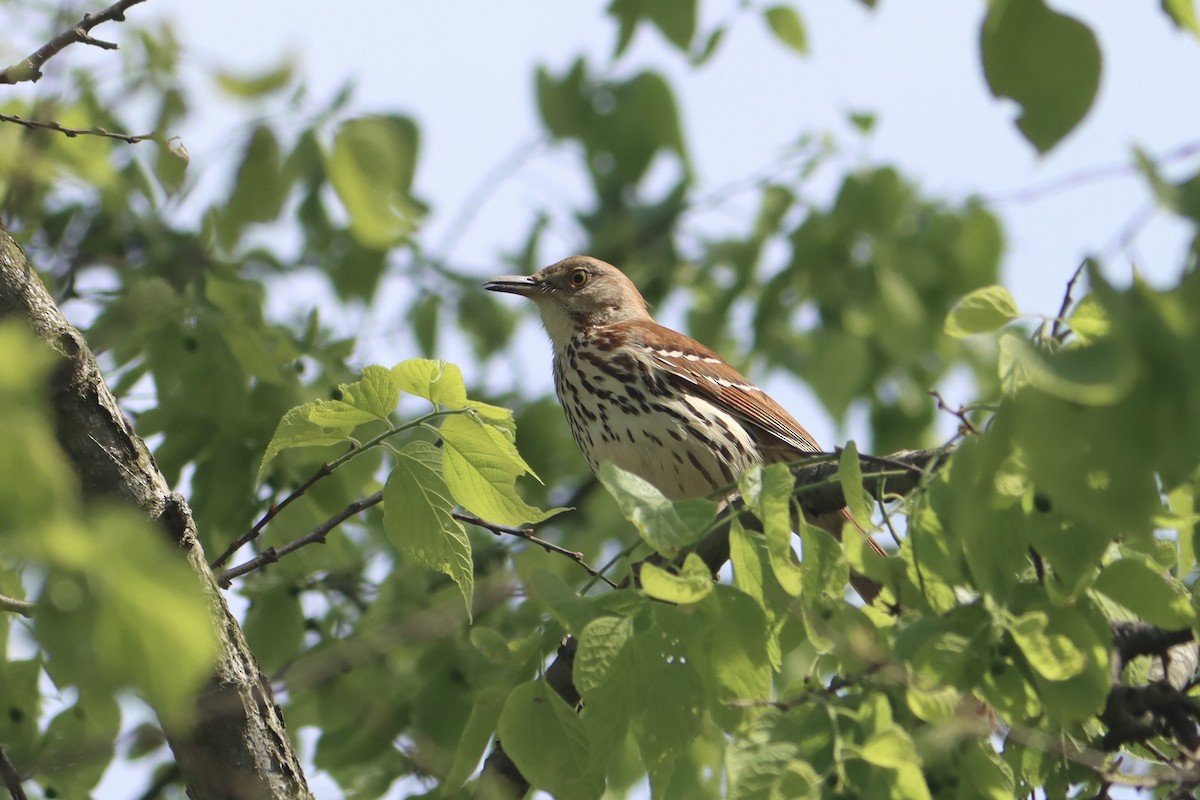 Brown Thrasher - ML635524325