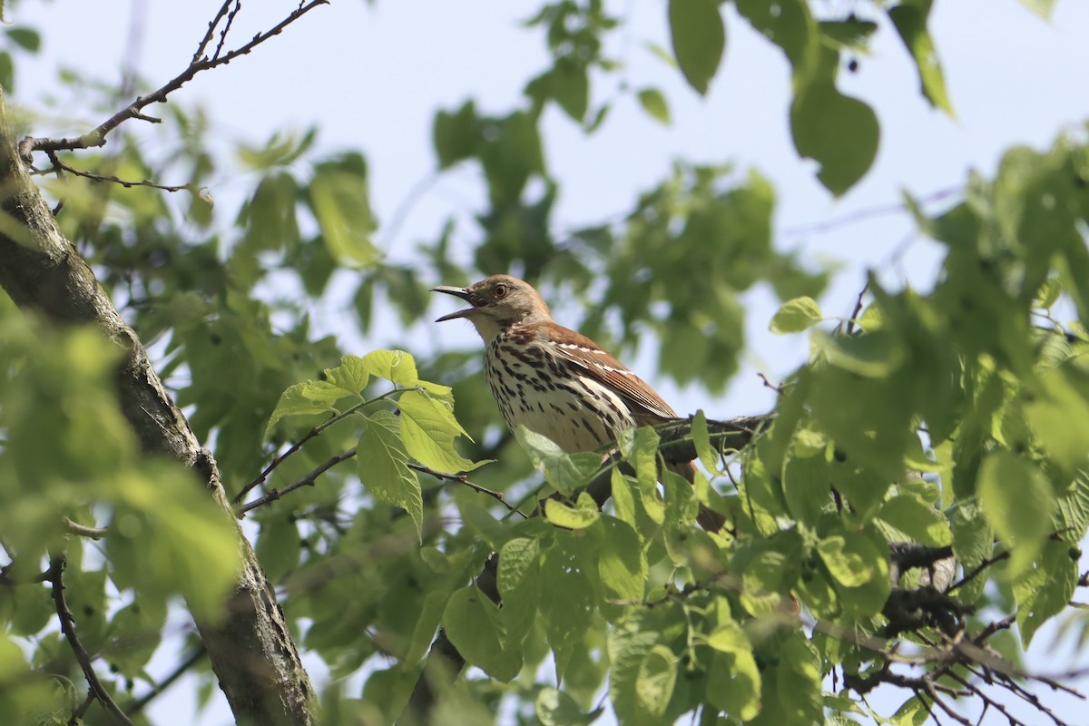 Brown Thrasher - ML635524327