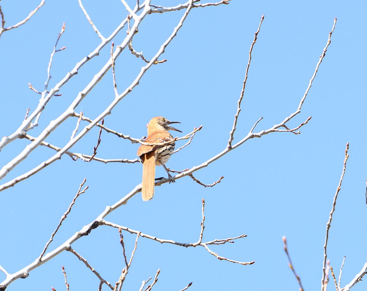 Brown Thrasher - ML635524353