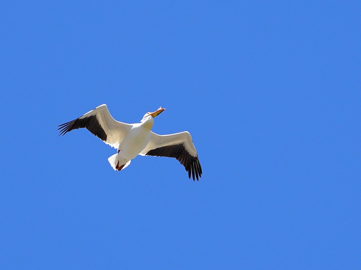 American White Pelican - ML635524378