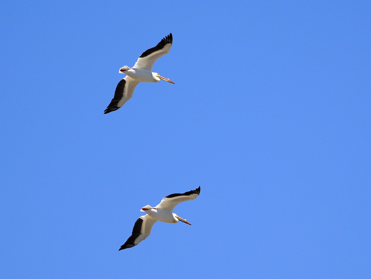 American White Pelican - ML635524379