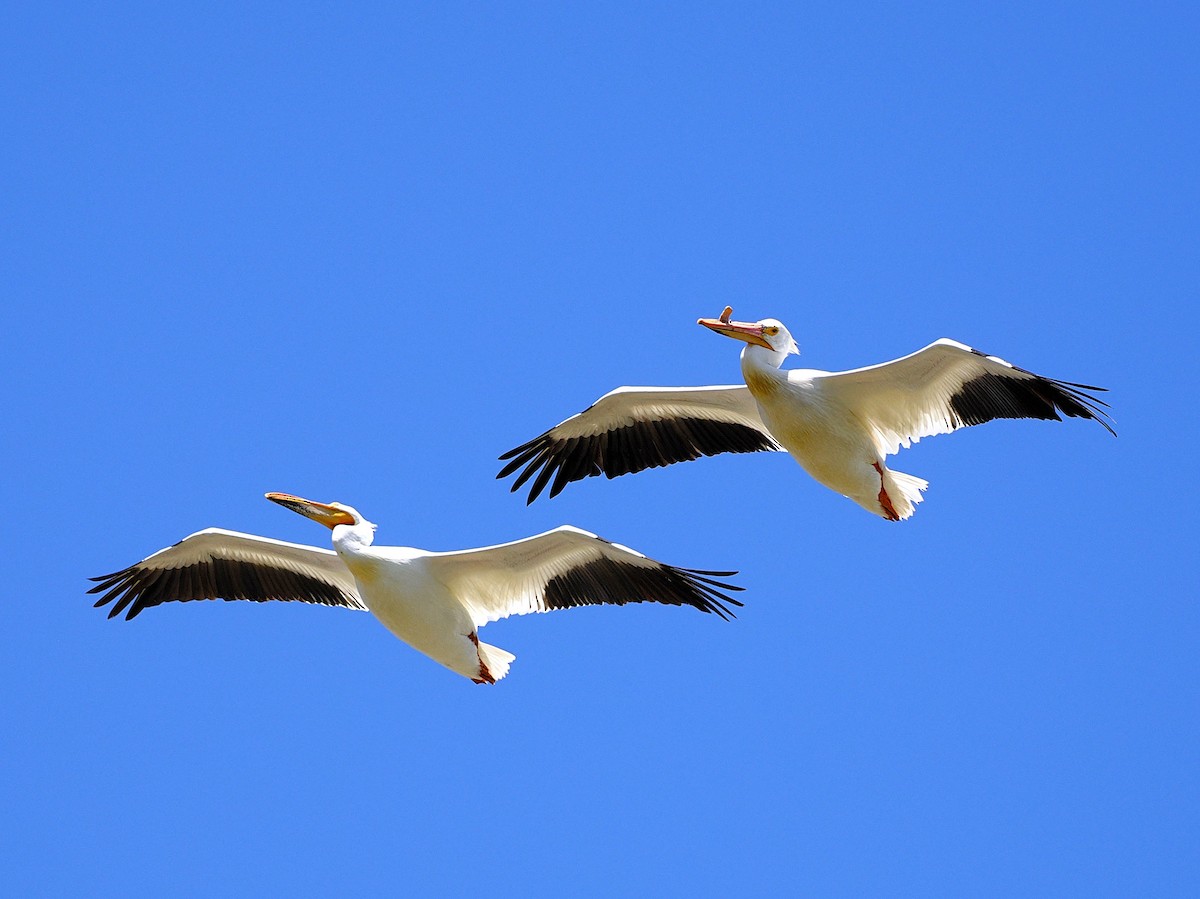 American White Pelican - ML635524380