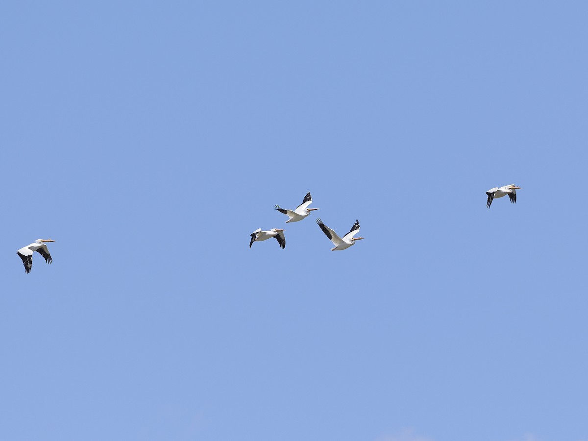 American White Pelican - ML635524381