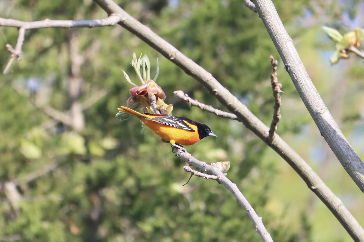 Oriole de Baltimore - ML635524478