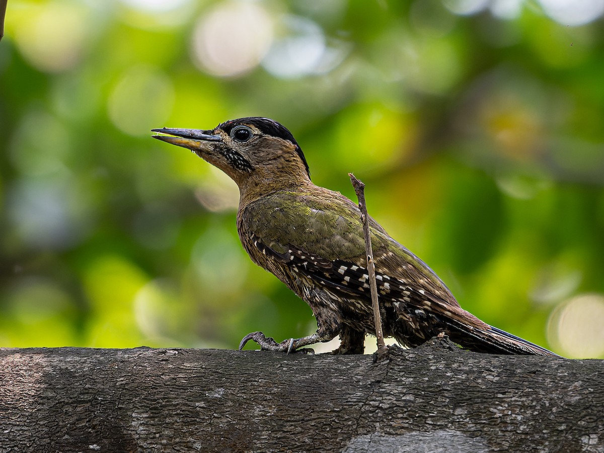 Streak-breasted Woodpecker - ML635524494
