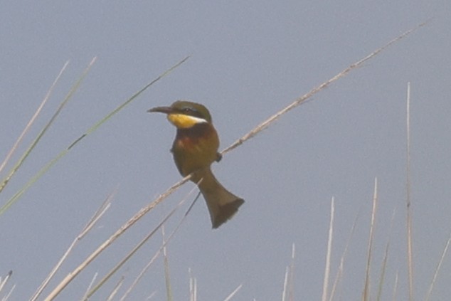 Blue-breasted Bee-eater - ML635524616