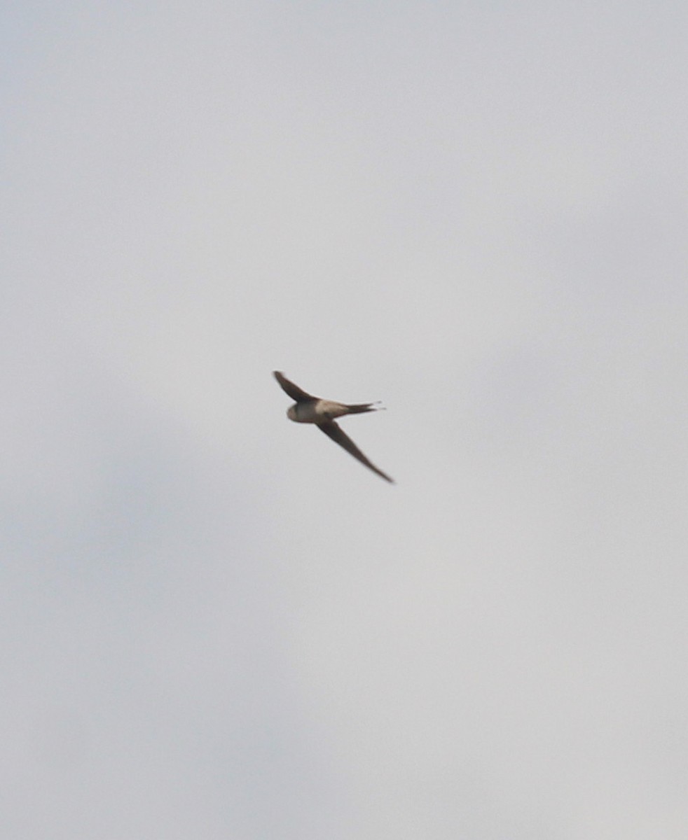 Asian Palm Swift - ML635524680