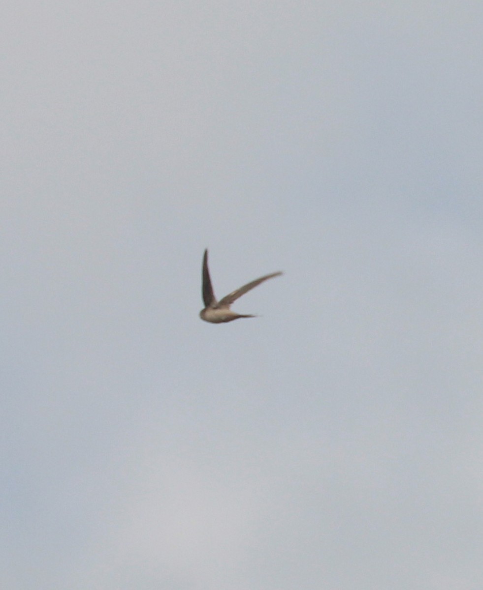 Asian Palm Swift - ML635524681