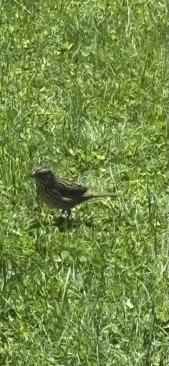 Lincoln's Sparrow - ML635524755