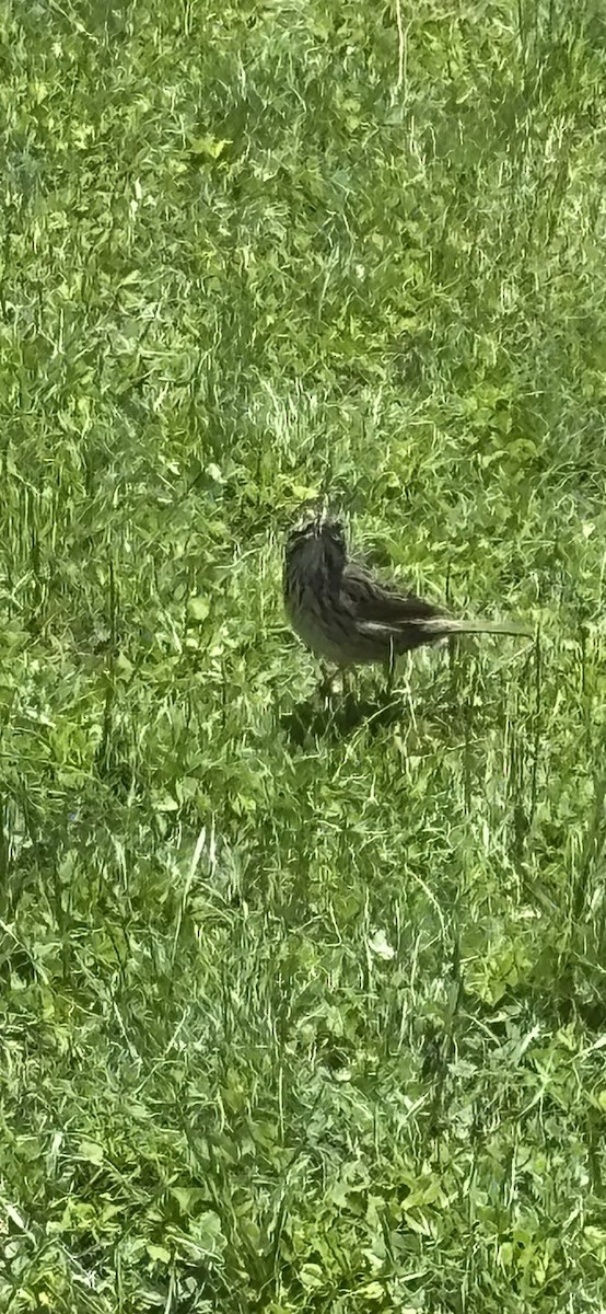 Lincoln's Sparrow - ML635524756